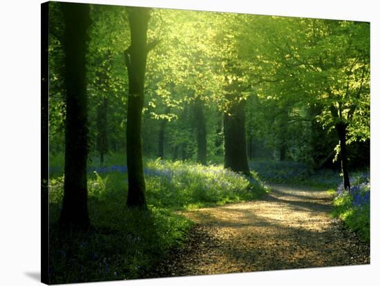 Track Leading Through Lanhydrock Beech Woodland with Bluebells in Spring, Cornwall, UK-Ross Hoddinott-Premier Image Canvas