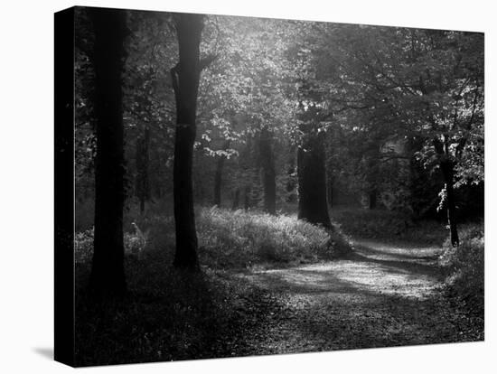 Track Leading Through Lanhydrock Beech Woodland with Bluebells in Spring, Cornwall, UK-Ross Hoddinott-Premier Image Canvas