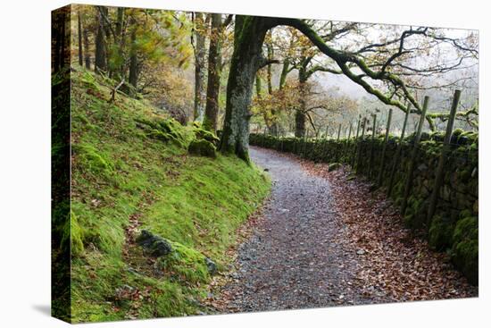 Track Through Woodland Near Grange, Borrowdale, Lake District National Park, Cumbria, England, UK-Mark Sunderland-Premier Image Canvas