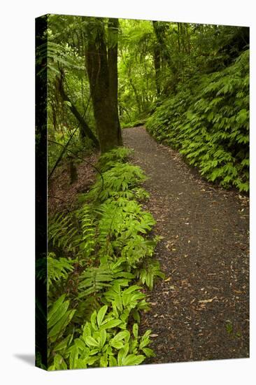 Track to Mangapohue Natural Bridge, Waitomo District, Waikato, North Island, New Zealand-David Wall-Premier Image Canvas