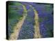 Tracks in Bluebonnets, near Marble Falls, Texas, USA-Darrell Gulin-Premier Image Canvas