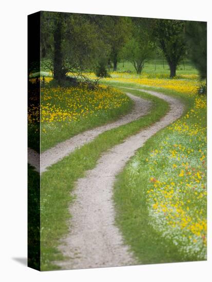 Tracks in Field of Coreopsis Wildflowers Near Brenham, Texas, USA-Darrell Gulin-Premier Image Canvas