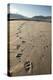 Tracks of a Grizzly Bear Family in the Mud Flats of Alsek Lake in Glacier Bay National Park, Alaska-Justin Bailie-Premier Image Canvas