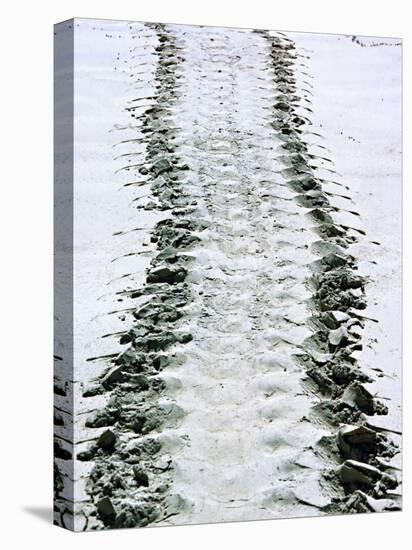 Tracks of a Pacific Green Turtle, Pacific Ocean, Galapagos Islands, Ecuador-Charles Sleicher-Premier Image Canvas