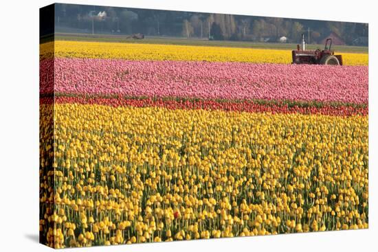 Tractor and Tulips I-Dana Styber-Premier Image Canvas