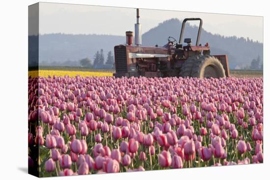 Tractor and Tulips II-Dana Styber-Premier Image Canvas