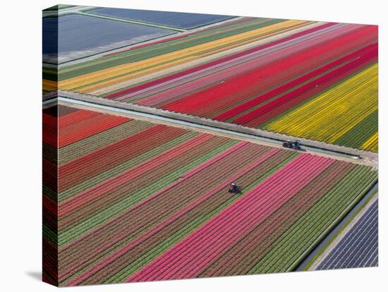 Tractor in Tulip Fields, North Holland, Netherlands-Peter Adams-Premier Image Canvas