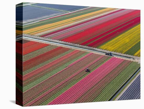 Tractor in Tulip Fields, North Holland, Netherlands-Peter Adams-Premier Image Canvas