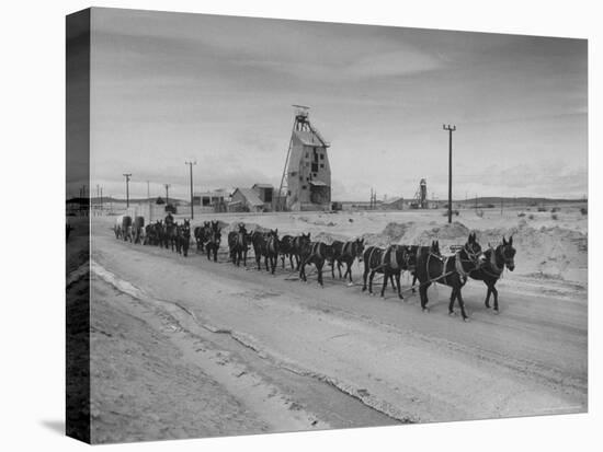 Trademark Twenty Mule Team of the US Borax Co. Pulling Wagon Loaded with Borax-Ralph Crane-Premier Image Canvas