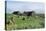 Traditional Farm In The Shetland Isles With Hay Stooks In A Field, Scotland, UK-Jouan Rius-Premier Image Canvas