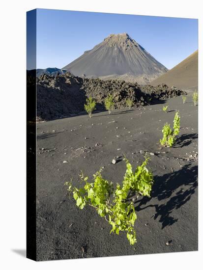 Traditional viniculture in the Cha de Caldeiras,. Stratovolcano mount Pico do Fogo. Fogo Island-Martin Zwick-Premier Image Canvas