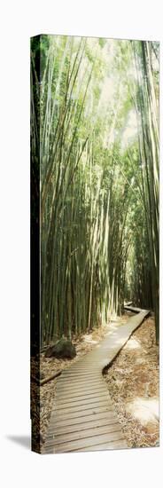 Trail in a Bamboo Forest, Hana Coast, Maui, Hawaii, USA-null-Premier Image Canvas
