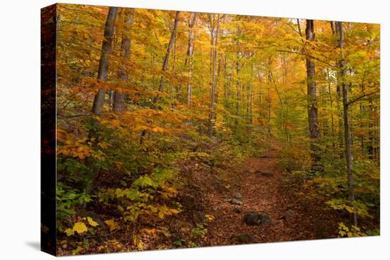Trail in a forest, Goodnow Mountain, Adirondack Mountains State Park, New York State, USA-null-Premier Image Canvas