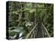 Trail in Cloud Forest, La Paz Waterfall Gardens, Central Valley, Costa Rica-Rolf Nussbaumer-Premier Image Canvas