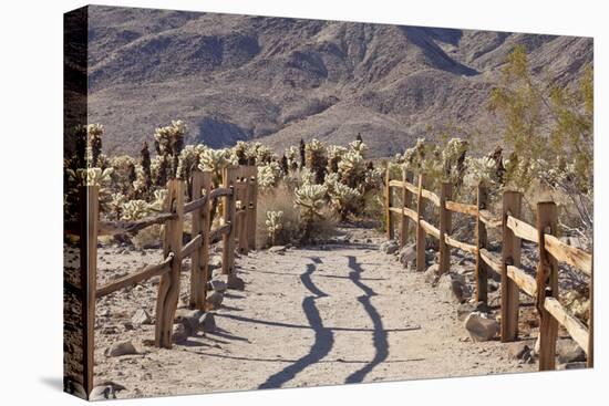 Trail into the Cholla Cactus Garden, Joshua Tree NP, California, USA-Jaynes Gallery-Premier Image Canvas