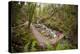 Trail Running On The Wildwood Trail In Forest Park. Portland, Oregon-Justin Bailie-Premier Image Canvas