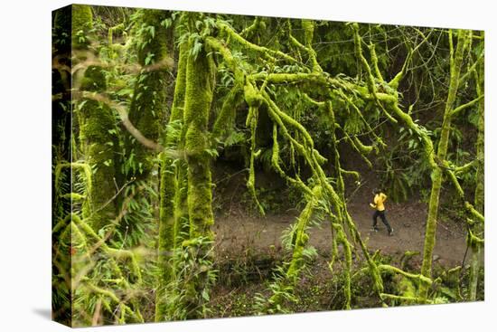 Trail Running On The Wildwood Trail In Forest Park. Portland, Oregon-Justin Bailie-Premier Image Canvas