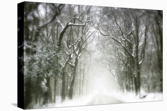 Trail Snow-Viviane Fedieu Daniel-Premier Image Canvas