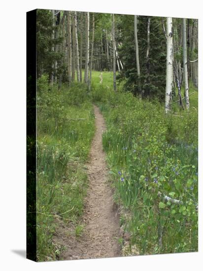 Trail Through Aspen Forest in the Pecos Wilderness, Sangre De Cristo Mountains, New Mexico-null-Premier Image Canvas