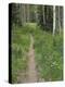 Trail Through Aspen Forest in the Pecos Wilderness, Sangre De Cristo Mountains, New Mexico-null-Premier Image Canvas