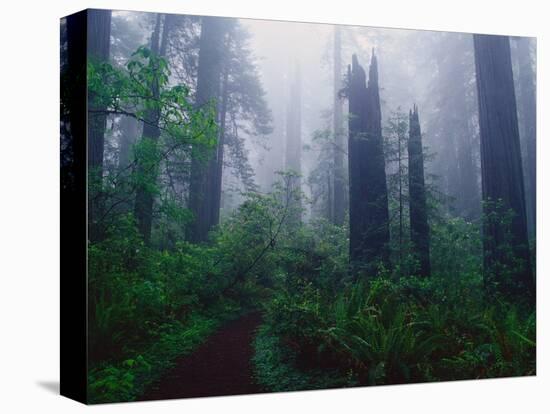 Trail Through Foggy Redwood Forest-Darrell Gulin-Premier Image Canvas