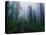 Trail Through Foggy Redwood Forest-Darrell Gulin-Premier Image Canvas