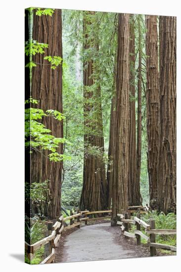 Trail Through Muir Woods National Monument, California, USA-Jaynes Gallery-Premier Image Canvas