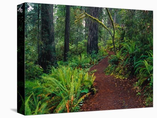 Trail Through Redwood Trees-Darrell Gulin-Premier Image Canvas