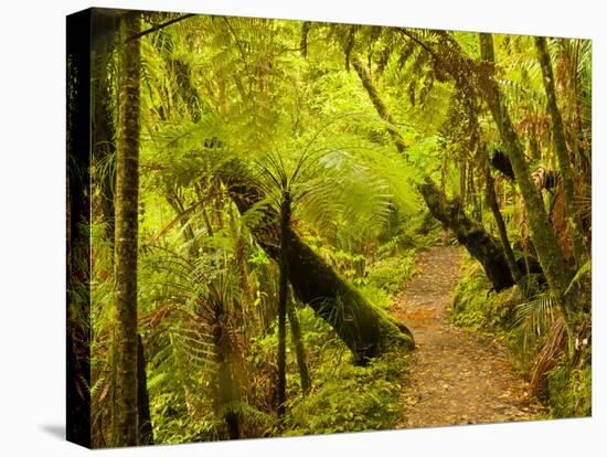 Trail, Waitakere Range Regional Park, North Island, New Zealand-Cathy & Gordon Illg-Premier Image Canvas