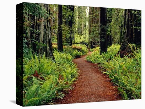 Trail Winding Through Redwoods-Darrell Gulin-Premier Image Canvas