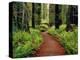 Trail Winding Through Redwoods-Darrell Gulin-Premier Image Canvas