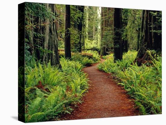 Trail Winding Through Redwoods-Darrell Gulin-Premier Image Canvas