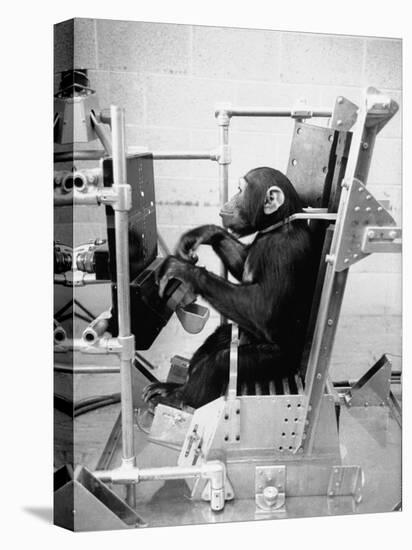 Training Chimpanzees at Hollowan Air Force Base for Trip into Space as Part of the Mercury Project-Ralph Crane-Premier Image Canvas