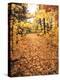 Tranquil Road with Fall Colors in New England-Bill Bachmann-Premier Image Canvas