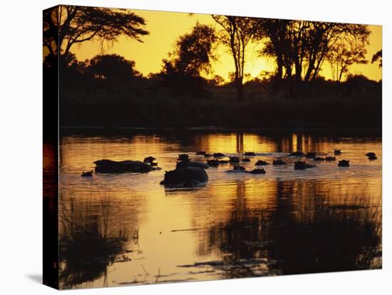 Tranquil Scene of a Group of Hippopotamus in Water at Sunset, Okavango Delta, Botswana-Paul Allen-Premier Image Canvas
