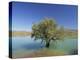Tranquil Scene of Landscape of an Olive Tree on the Edge of a Lake Near Malaga, Andalucia, Spain-Michael Busselle-Premier Image Canvas