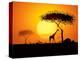 Tranquil Sunset Scene In Africa. Silhouette Animals And Trees In Africa Sunset Background-ori-artiste-Stretched Canvas