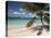 Tranquil White Sand Beach, St John, United States Virgin Islands, USA, US Virgin Islands, Caribbean-Trish Drury-Premier Image Canvas