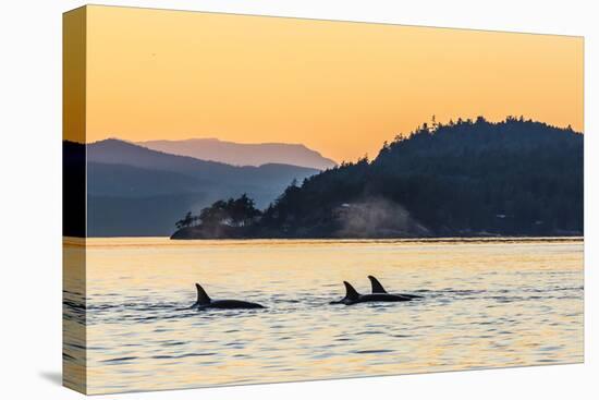 Transient Killer Whales (Orcinus Orca) Surfacing at Sunset-Michael Nolan-Premier Image Canvas