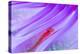 Translucent coral goby in Seapen, Indonesia-Georgette Douwma-Premier Image Canvas