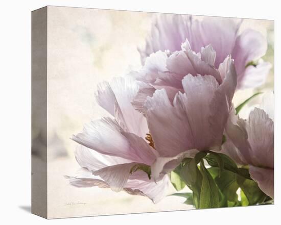 Translucent Peony I-Debra Van Swearingen-Stretched Canvas