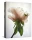 Translucent Peony VII-Debra Van Swearingen-Stretched Canvas