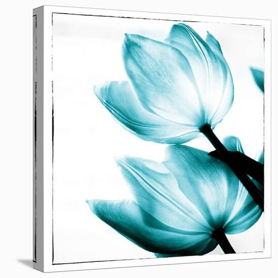 Translucent Tulips II Sq Teal-Debra Van Swearingen-Stretched Canvas