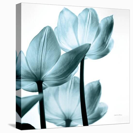 Translucent Tulips III Sq Aqua Crop-Debra Van Swearingen-Stretched Canvas