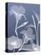 Transparent Flora 4-Albert Koetsier-Stretched Canvas