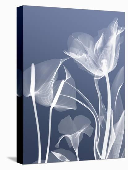 Transparent Flora 5-Albert Koetsier-Stretched Canvas