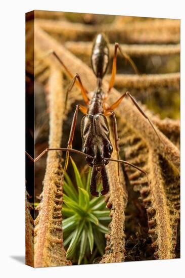 Trap-jaw ant portrait, Wayqecha, Peru-Emanuele Biggi-Premier Image Canvas