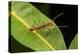 Trap-jaw ant with mandibles open, Peru-Emanuele Biggi-Premier Image Canvas