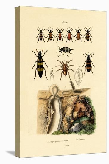 Trapdoor Spider, 1833-39-null-Premier Image Canvas