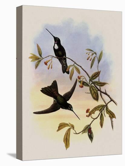 Travies's Inca, Bourcieria Traviesi-John Gould-Premier Image Canvas